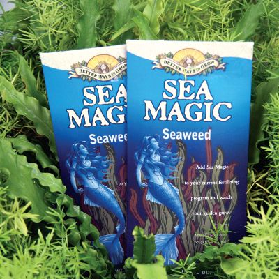 Sea Magic: A seaweed concentrate plant food.