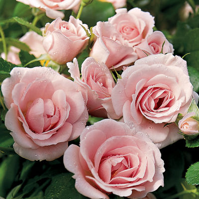 Rosa 'Baby Blanket'