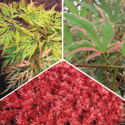 Japanese Maple Collection: null