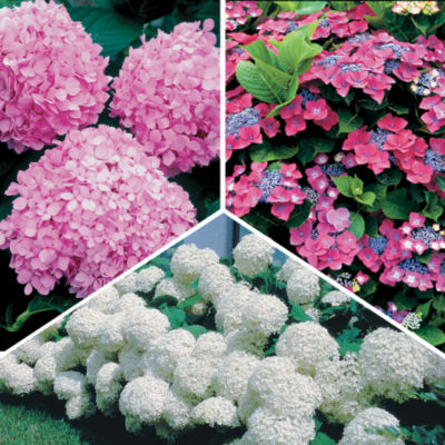 Most Popular Hydrangeas Collection: null