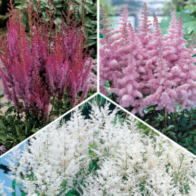 Astilbe Collection: null