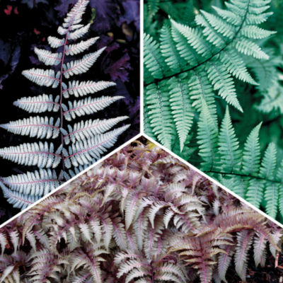 Japanese Painted Fern Collection: null