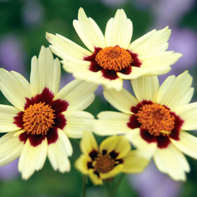 Coreopsis 'Snowberry' PP#18,560: Single 1 1/2-inch creamy-yellow blooms with bold maroon markings at the base on plants 26 inches high, 32 inches wide.