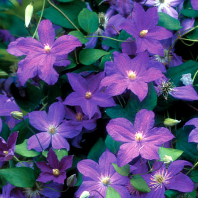 Clematis Bonanza<TM> PP#16,022: 3-inch single blooms of mauve-blue on climbing plants 10 feet long, 2 to 3 feet wide.
