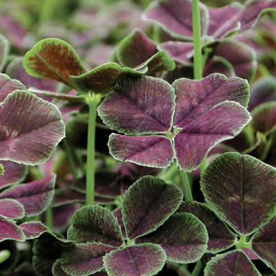 tRIFOLIUM 'dARK dANCER'