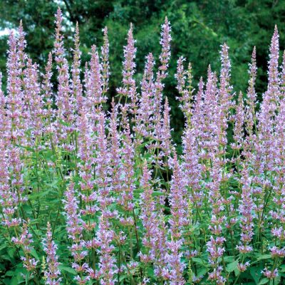 Agastache Purple Haze