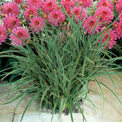 Carex morrowii 'Ice Dance': null