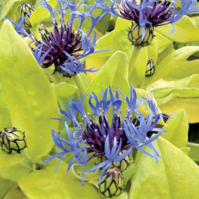 Centaurea 'Gold Bullion' PP#10,865: Gold-leafed plant 12 to 15 inches high, 18 to 24 inches wide, with 2-inch single blooms of deep blue.