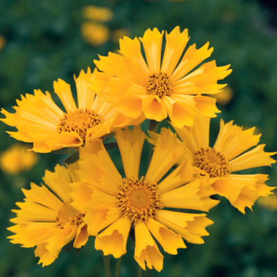 Coreopsis 'Jethro Tull' PP#18,789: Single, fluted blooms of fade-proof golden-yellow arising on compact, low-growing plants 18 inches high, 18 inches wide.