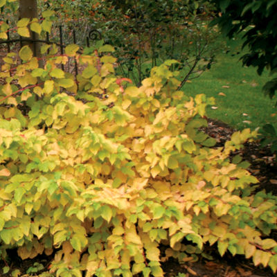Cornus sanguinea Arctic Sun<TM> PPAF: 3- to 4-foot high and wide shrubby Dogwood with red-tipped yellow stems, white blooms, dark purple fruit, and golden fall foliage.