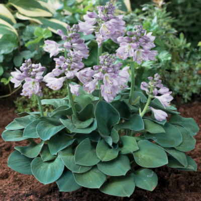 Hosta 'Blue Mouse Ears': 6-inch-high, 12-inch-wide foliage plant with 2-inch rounded blue-green leaves and lavender blooms.