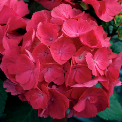 Hydrangea Cityline<TM> Paris PP#10,906: Large dark red flowerheads on shrubs 12 to 32 inches high, 3 to 4 feet wide.