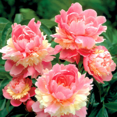 Paeonia 'Sorbet': 5-inch double blooms in layers of pink and creamy yellow on plants 3 feet tall, 2 1/2 feet wide.
