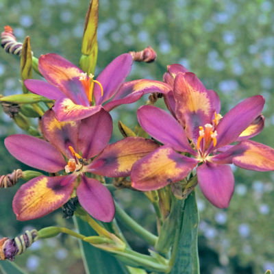 Belamcanda x Pardancanda