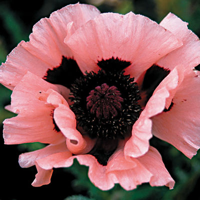 Papaver 'Little Dancing Girl': Single 5-inch blooms of soft pink with prominent dark markings toward the center on 20-inch plants.