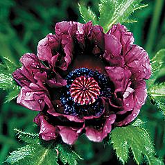 Papaver 'Patty's Plum' Papaver 'Patty's Plum'