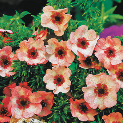 Potentilla hopwoodiana: Single 1 1/2-inch blooms of apricot-rose with a deep red eye and ring of white marks. Dark green foliage with serrated edges.