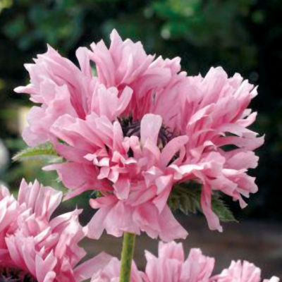 Papaver 'Ruffled Patty': Fully double 6-inch blooms of clear pinkish-purple on Papaver 'Ruffled Patty,' which reaches 30 inches high (in bloom), 18 inches wide.