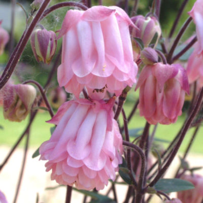 Aquilegia 'Dorothy Rose': Double pink hose-in-hose blooms with spoon-shaped petals dangle straight down from dark red stems on Aquilegia 'Dorothy Rose,' a  24- to 30-inch-high, 18- to 24-inch-wide perennial with blue-green foliage.
