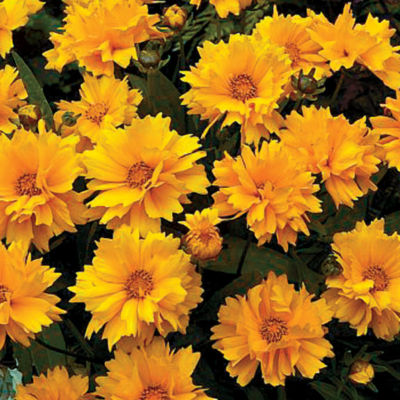 Coreopsis grandiflora 'Presto': Fully double 2- to 2 1/2-inch golden blooms on long, slender stems cover Coreopsis 'Presto,' held above a 6- to 8-inch high and wide mound of foliage.