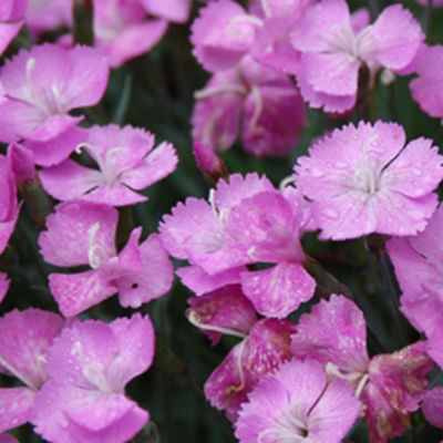 Dianthus subacaulis 'Gary Eichhorn'
