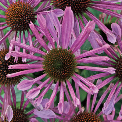 Echinacea 'All That Jazz' PPAF: Large single lavender-pink blooms with quilled petals and a prominent amber-brown cone appear on Echinacea 'All That Jazz,' which reaches 30 to 36 inches high, 18 to 24 inches wide.