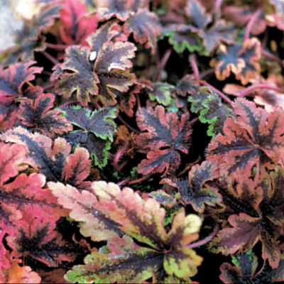 Tiarella 'Crow Feather' PP#12,335: 8- to 10-inch bloomspikes of light pink; notched foliage with a feather-shaped black marking; hot-pink fall and winter foliage, plus a deep red edging on every leaf!