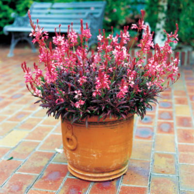 Gaura 'Crimson Butterflies'