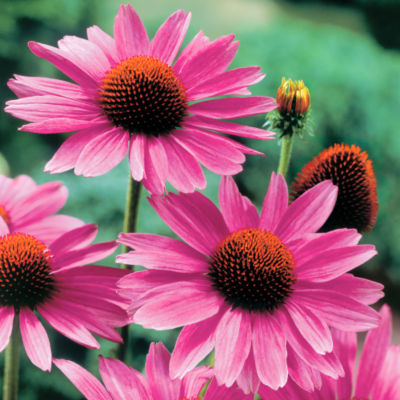 Echinacea 'Ruby Giant' PPAF: Single 5- to 7-inch blooms with a prominent central cone and long, thin petals of deepest pink on strong stems.