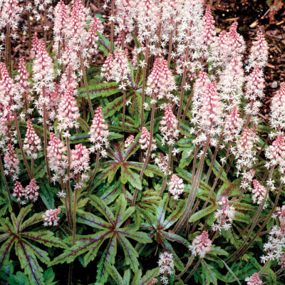 Tiarella 'Candy Striper' PP#15,528: 4-inch cone-shaped blooms of pinkish-white above large, lobed green leaves with a prominent black stripe on plants 10 inches high, 16 inches wide.