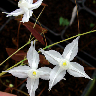 Epimedium ogisui: 1 1/2-inch blooms of white with long, slender white petals on top of the first layer, followed by shorter, upright white petals and a tiny yellow center on Epimedium ogisui, which reaches 10 inches high (out of bloom), 18 to 24 inches wide.