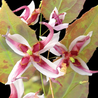 Epimedium sutchuenense: 1 1/2- to 1 3/4-inch blooms feature 4 long, slender, widely-spaced white petals upon which sit longer, thinner spurred petals of dark rosy-pink, extending a half inch or so beyond the white base. These in turn are beneath 4 very short, rolled-edge petals of reddish-rose surrounding a tiny pale green center on Epimedium sutchuense, which offers boldly variegated pale green and red leaves on plants 10 to 15 inches high, 15 inches wide.