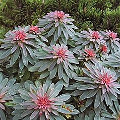 Euphorbia x martinii Rudolph - photo courtesy Flickr user The County Clerk.  I assume the red centers have something to do with the name of this cultivar.