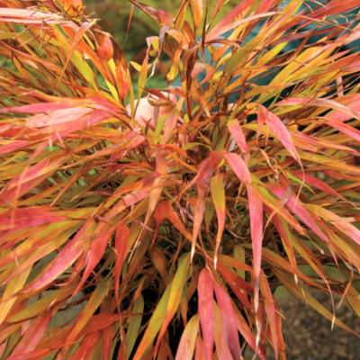 Hakonechloa macra 'Nicolas' 