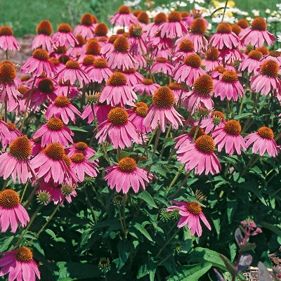 Echinacea 'Kim's Knee High' PP#12,242: 18- to 24-inch-tall plant with 3-inch, rosy-pink, daisy-like flowers with a large, prominent central brown cone.