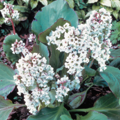 Bergenia 'Bressingham White': null