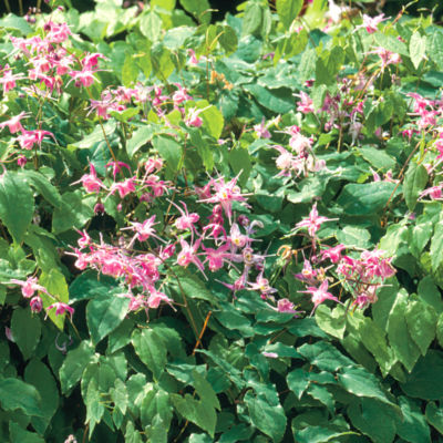 Epimedium grandiflorum 'Lilafee': null