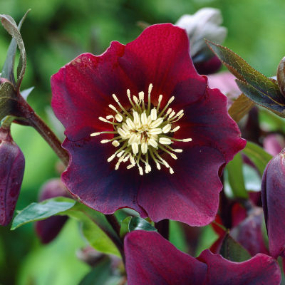 Helleborus orientalis 'Blue Lady': null