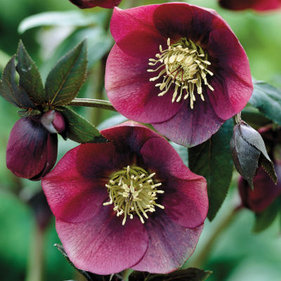 Helleborus orientalis 'Red Lady': null
