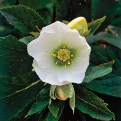 Helleborus orientalis 'White Lady': null