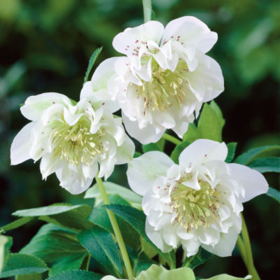 Helleborus x hybridus 'Mrs. Betty Ranicar': null