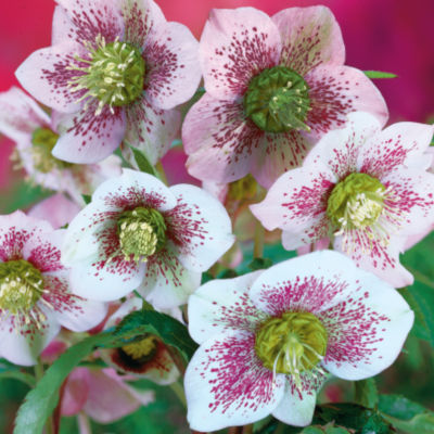 Helleborus orientalis 'Spotted Hybrids': null