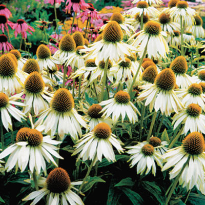 Echinacea 'Kim's Mop Head' PP#13,560: Plants grow to 12 to 18 inches tall and wide and begin blooming early summer. White blooms are tinged with green.