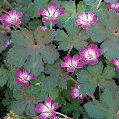 Geranium 'Orkney Cherry': Single flowers of bright pink arise on spreading plants with dark bronze foliage; 10 inches tall, 18 to 24 inches wide.