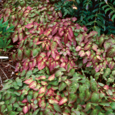Epimedium x rubrum: 6- to 12-inch-tall, 12- to 18-inch-wide groundcover with heart-shaped leaves edged in red in spring and fall, solid green in summer, topped by small, single yellow-and-red blooms.
