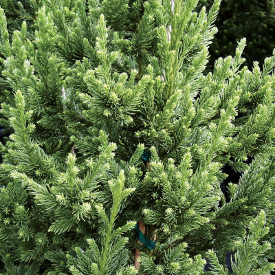 Cryptomeria 'Black Dragon': A fastigiate to pyramidal tree, 5 feet tall, 7 feet wide, with dense dark green foliage and numerous small cones.