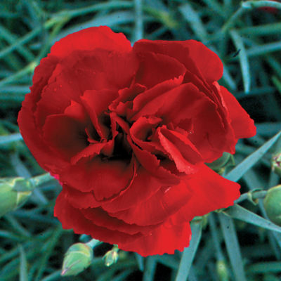 Dianthus Ruby's Tuesday