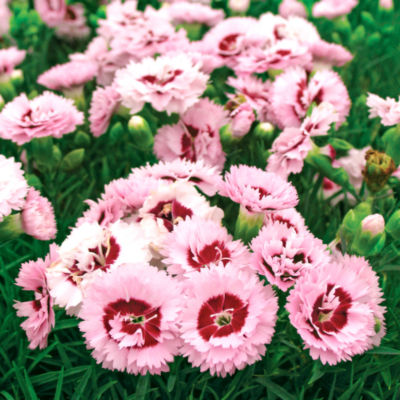 Dianthus Raspberry Surprise