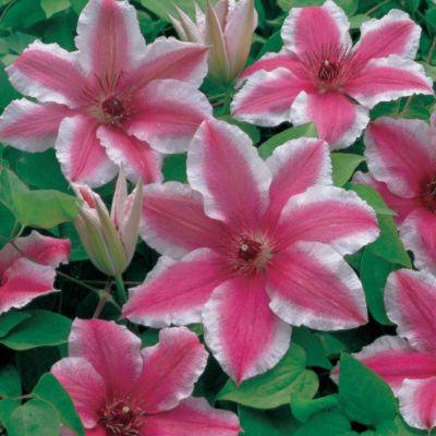 Clematis Carnaby: Single 4- to 5-inch blooms of dark pink with a central ring of maroon stamens and white edges on plants 7 to 9 feet high.