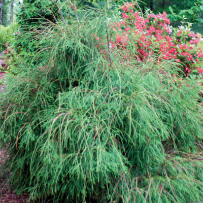Thuja Filiformis
